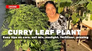 How to care for a Curry Leaf Plant? Tips and easy pointers