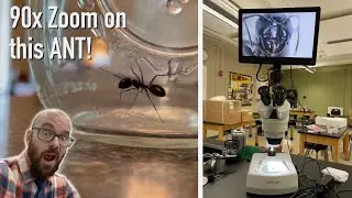 Zooming way in on this ant! | Stereo Microscope