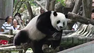 Giant panda Xiao Qi Ji has a blast on Mama Mei Xiang's birthday, 07/22/2023