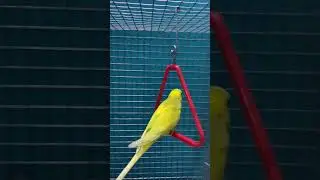 Budgie swinging | #budgieswinging #budgieplaying #funnybudgies
