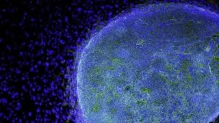 Biotechnology: The Potential and Perils of Innovation