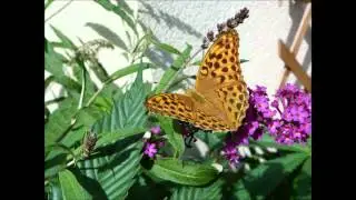 keizersmantel, silver-washed fritillary