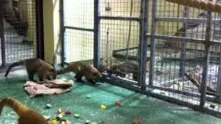 Coatis at Durrell Wildlife Park
