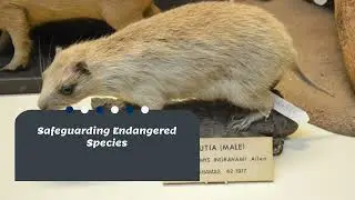 Wild animals found in Bangladesh - Part 1