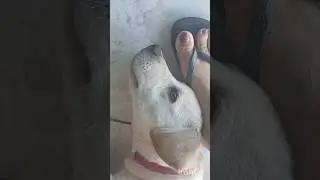 Aqui &eacute; assim &oacute;! 🧐 #shorts #shortsfeed #pets #cachorrosdivertidos #cachorros #dukedog #duke #petlover