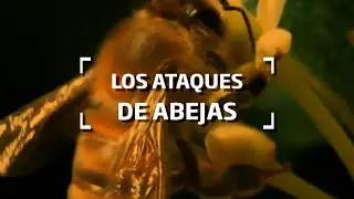 Qu&eacute; hacer ante ataques de abejas
