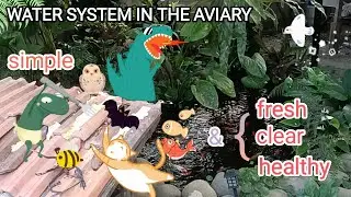 AVIARY, Pond MANAGEMENT in AVIARY #aviary #kolam #ponds #ecosystem  #birds #bird #muraibatu  #burung