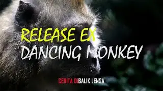 Film Dokumenter I Release Ex Dancing Monkeys