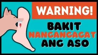 TIPS para HINDI MANGAGAT ang ASO - Why Dogs Bite?
