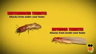 TERMITE DAMAGE CAN ADD UP! GOOD THING TRULY NOLEN IS HERE!