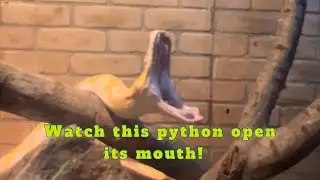 Watch this Python open his mouth! #python #snake #bigmouth
