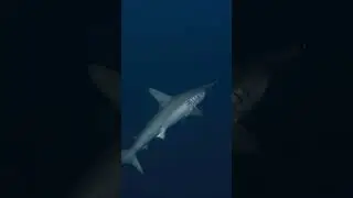 Hammer head shark at 40m in Egypt, Scuba Diving in Paradise #hammer #hammerheadshark #shark #dive
