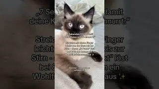 wie du es schaffst deine Katze in nur &bdquo;7 Sekunden&ldquo; zum Schnurren zu bringen! Folge mir, um keine