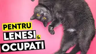 Rase de Pisici PERFECTE Pentru Oameni LENESI sau OCUPATI