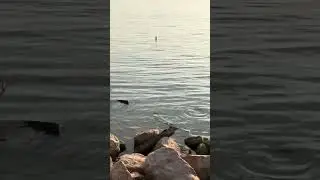 Ecology of Kirby Lake, Abilene Texas