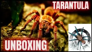 The Most INSANE Tarantula Species Unboxing!