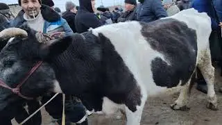 30.01.2026.SIRDARYO TUMANI MOLBOZORIDAGI ONA BOLA SIGIR NARXLARI 
