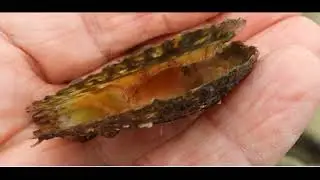 Pinctada imbricata radiata   Chalkidiki  Greece  7 3 2019  by  Theo Fotiadis