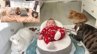 Вам не нужно отказываться от своих кошек, когда у вас есть ребенок.