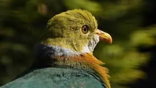 Close-up Pink-spotted Fruit-Dove   4K