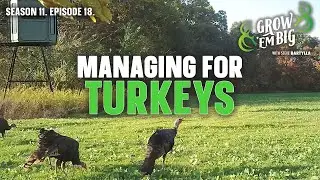 Create an Ideal Turkey Habitat