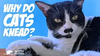 Why Does My Cat Knead on Me?
