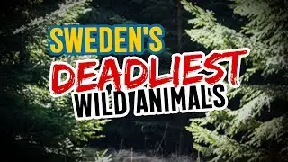 Sweden's DEADLIEST Wild Animals (It's not what you think)