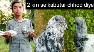 2 KM Se Kabootar Chhod Diye 😲 | Wapas Aaye Ya Nahi? | Pigeon Flying Test