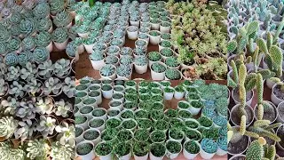 Wholesale Price Succulent Plant Starting Rs.50 || Cheapest Succulent Nursery in Punjab
