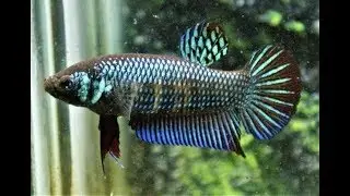 REPRODUCIENDO BETTAS HIBRIDOS, ALIEN