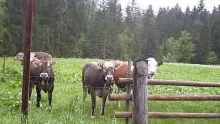 Bavarian Cows