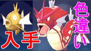 【ポケモンZA】色違い黄金のコイキング入手場所・赤いギャラドスに進化オヤブン厳選【レジェンズZA】攻略実況