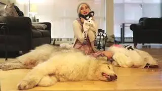 Fluffmas Day Eleven! Winter Essentials for walking my Alaskan Malamute!