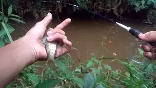 Berbahaya!! Mancing di kali kuning banyak jackpot menanti 🔥 Mancing wader