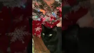 👆👆 🌑 ПОЛНОЧНЫЙ ИЗУМРУД: Бархатное джазово-лоу-фай рождественское пожелание пантеры Ральфи для Кей...
