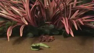 Invasive Species [New Clay Animated Film]