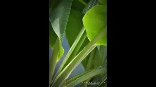 VINI KONNEN KI ENPOTANS FEY BANNAN GEYEN AK FEY ASOWOSI