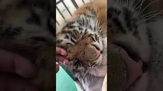 Pet this adorable little tiger🐯❤️ #tiger #animals #cute #zoo
