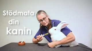 Stödmata din kanin