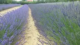 Lavandula angustifolia vs. Lavandula Intermedia