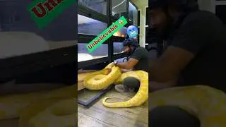 UAE Lion King 👑 with Snake 🐍 | bog snake 🐍 | Roar & howl | #snake