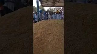 Basmati 1509, 1692, 1847 di boli Mandi rate | #shorts