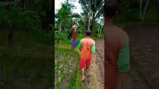 Penyuluh Ngebolang ke Sawah Dapat Jamur #31 #anakcaping