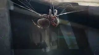 Odden - aanraken (Official Music Video)