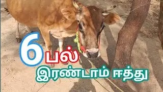 6 பல் ஜெர்சி சினை மாடு &ndash; இரண்டாம் ஈத்து | விவசாயிகளுக்கான சிறந்த மாடு|Maruthu360 #cow #dairyfarm
