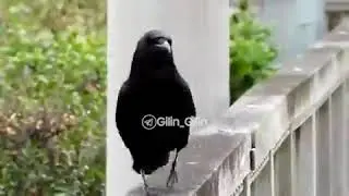 Charming crow walking on a bridge in Japan