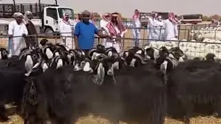 تغطية سوق الامتياز شمال الطائف بنقطة البيع خلف الأعلاف السبت ١٤٤٣/١٢/٢٤