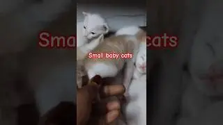 small baby cats 😍#ytshorts