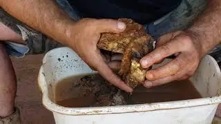Exposing beautiful gold crystals on a piece of quartz vein - Wait for it!