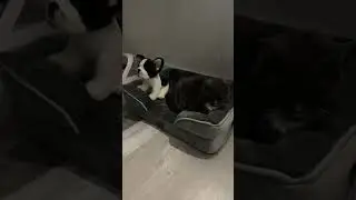 Watch Oliver the Frenchie Stand Guard While Sweet Eloise Snoozes 🐱🐶